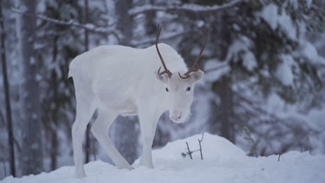 slowmotion of a white reindeer with antlers standing still and looking around in snowy forest in lapland finland