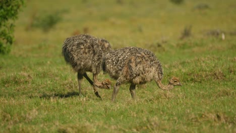 Baby-ostrich-walks-on-green-grass-past-sibling-toward-another-small-chick