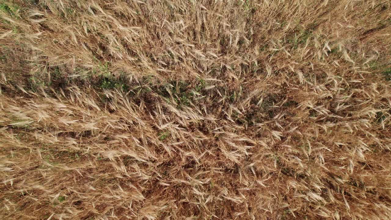 aérea de arriba hacia abajo elevándose sobre el campo de trigo dorado ondeando en el viento