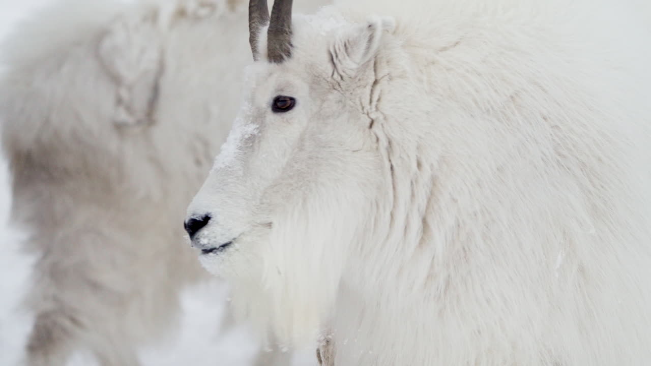 Biała kozica górska zimą w Whitehorse, Jukon, Kanada – Zbliżenie