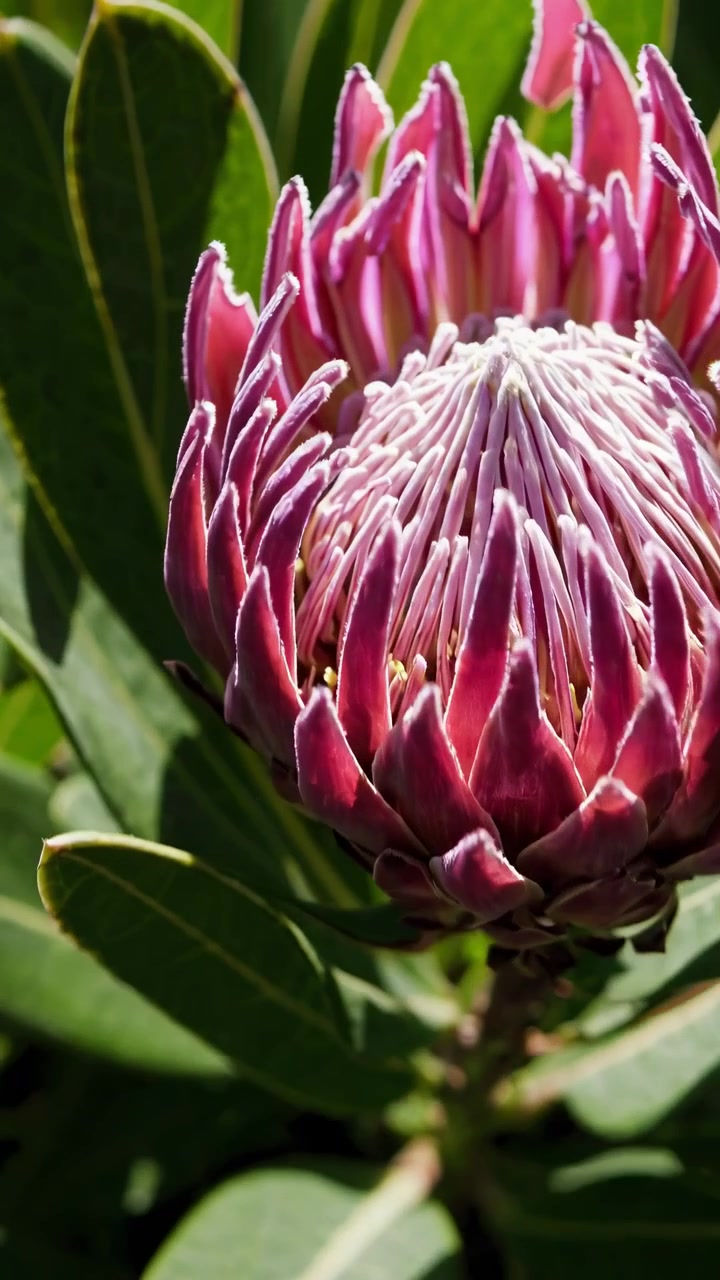Close-up van een levendige roze proteabloem in zonlicht