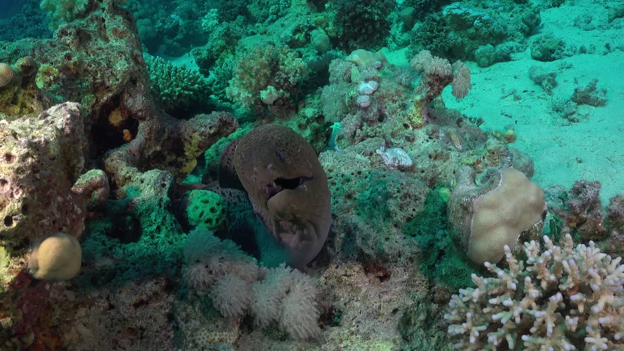 Murena gigante su barriera corallina