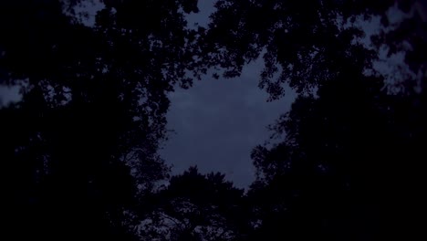 shot of sky in a forest with trees and clouds, dark