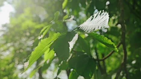 summer breeze moves chestnut leaves gently in forest – slow motion light play