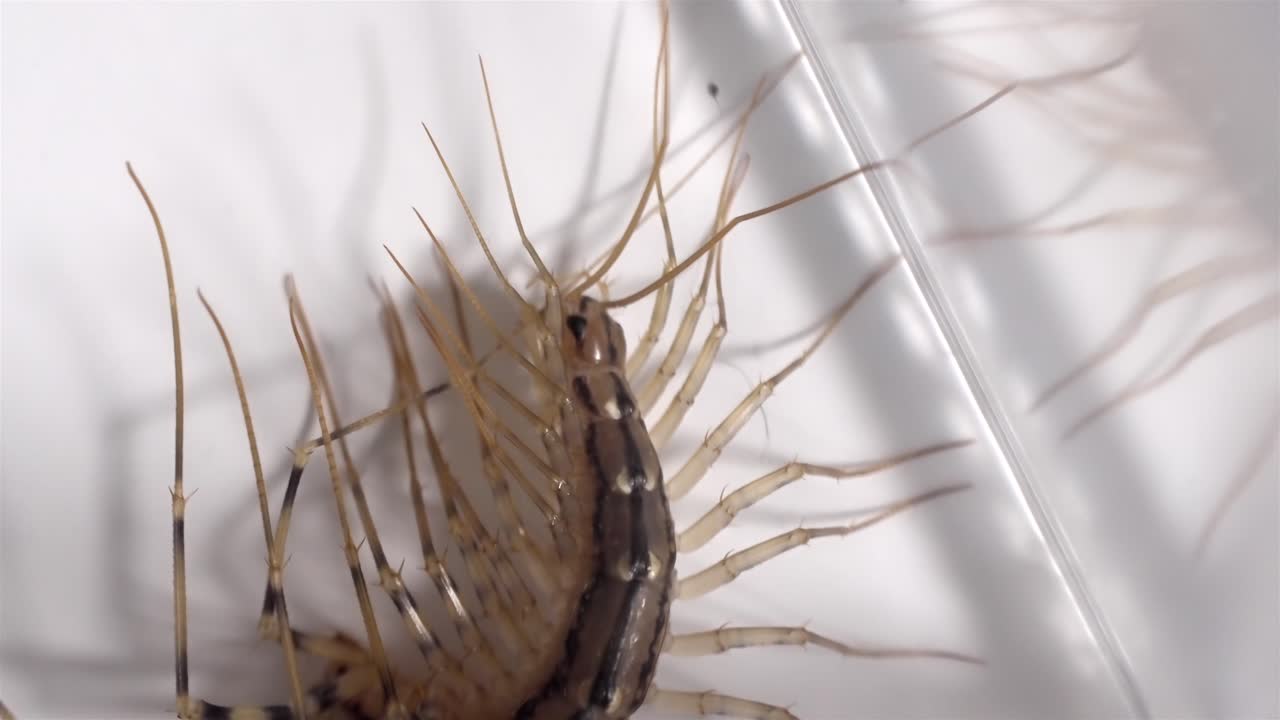 Home Invader: Centipede on a Clean Background, Pest Concept