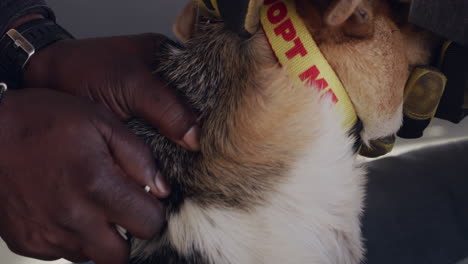 an unrecognisable man giving a dog an injection