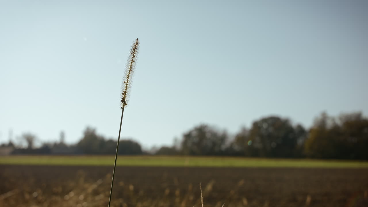 씨가 있는 풀잎 하나, 사람이 지나가다가 그것을 움켜쥐고 놓아준다