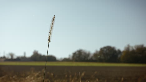 a single blade of grass with seeds, man walks past, grabs it and release it