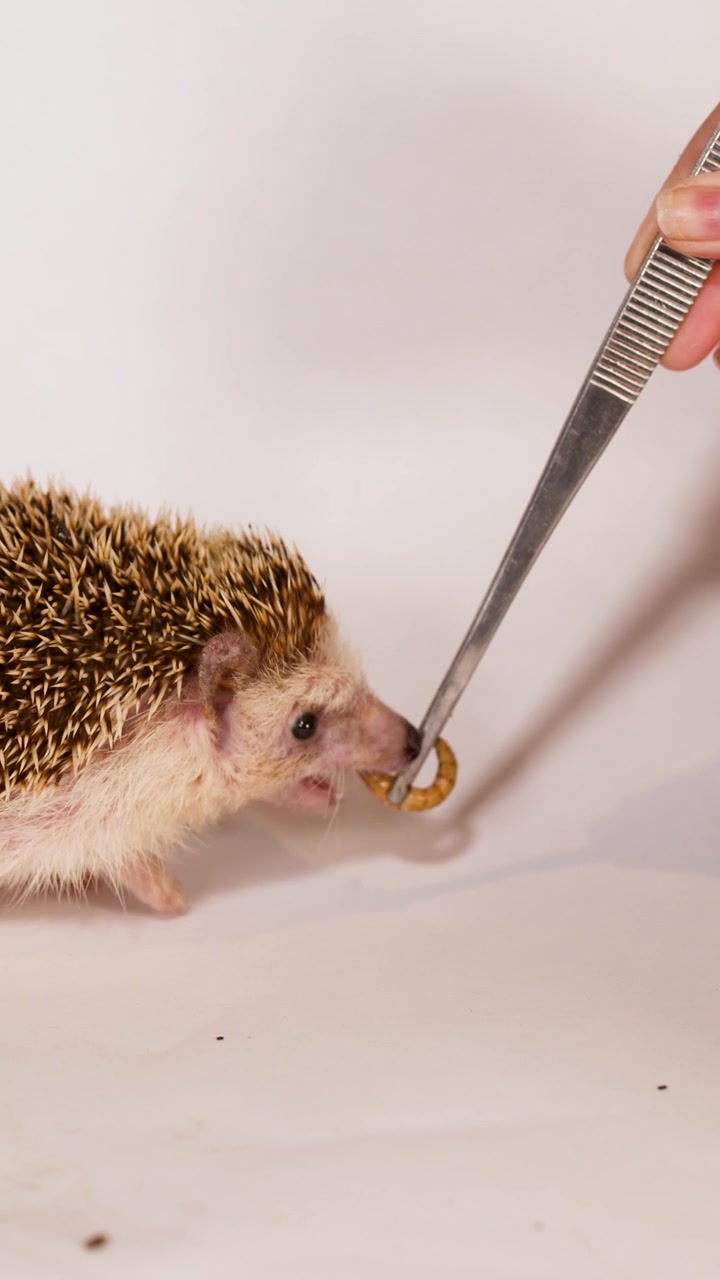 Un riccio pigmeo africano domestico mangia una larva di verme della farina da delle pinzette di metallo su sfondo bianco in studio