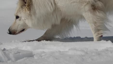 Perro-Pastor-Suizo-Blanco-En-La-Nieve-Caminando-De-Cerca