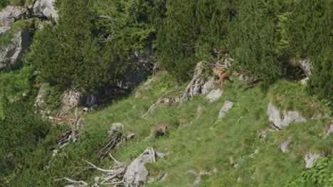 herd of chamois walking and grazing high up in the mountains