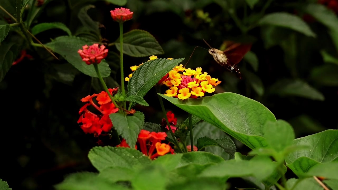 Primer plano en cámara lenta de una esfinge colibrí (Macroglossum sp.) polinizando flores de lantana en un hábitat forestal natural durante el verano en Himachal Pradesh, India