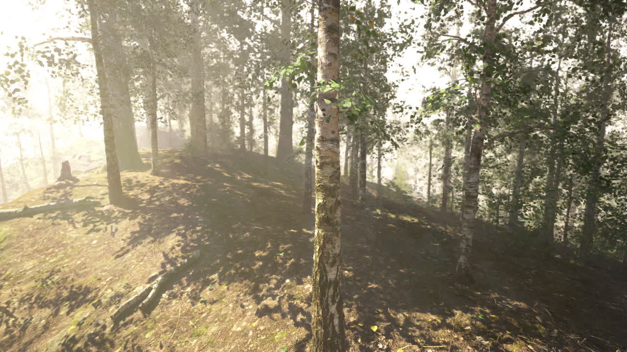 Misty Forest with Sunlight