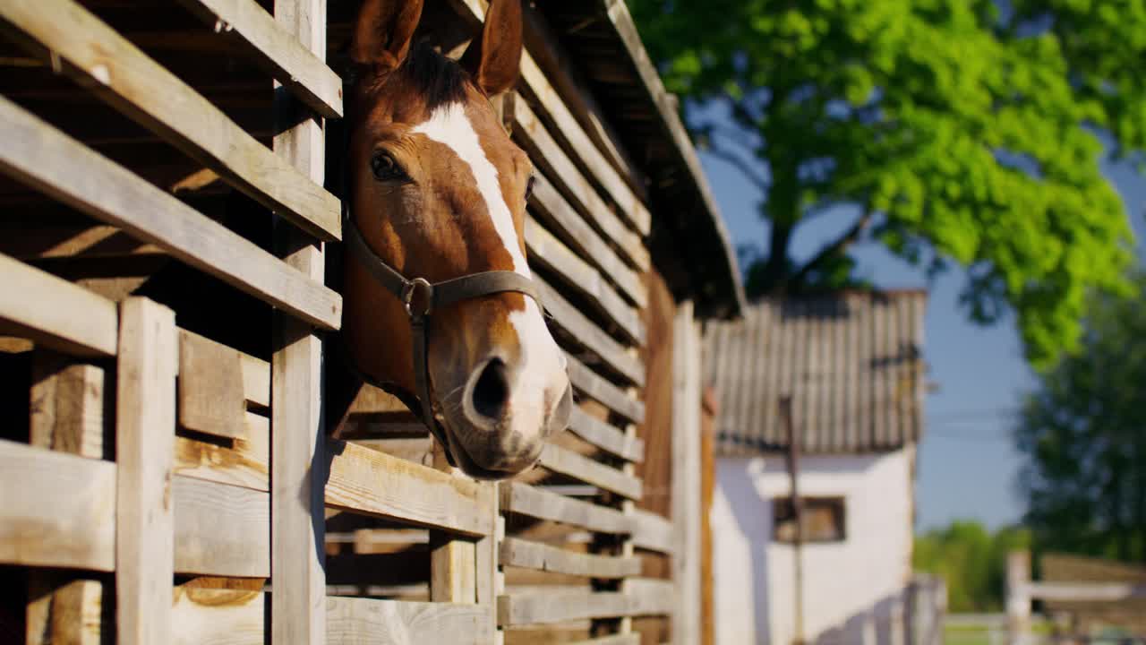 Horse in a Wooden Stable