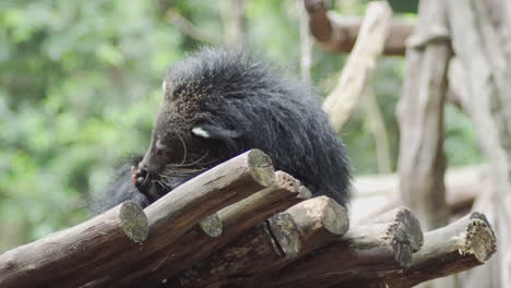 Detail-Von-Binturong,-Der-Seine-Pfote-Pflegt