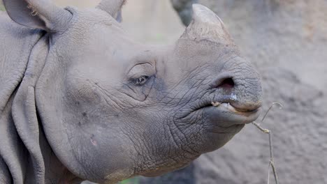 close-up sequence of a greater one-horned rhinoceros chewing dry grass in a naturalistic zoo habitat, captured with soft daylight and steady camera