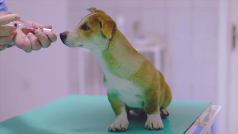 vet preparing a syringe