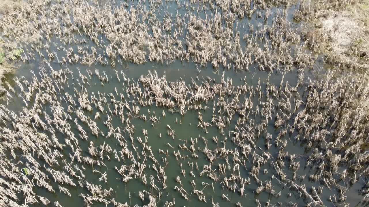 vista superior del campo de maíz dañado debido a la inundación en battambang, camboya