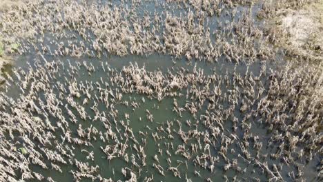 top view of damage cornfield because of flood in battambang, cambodia