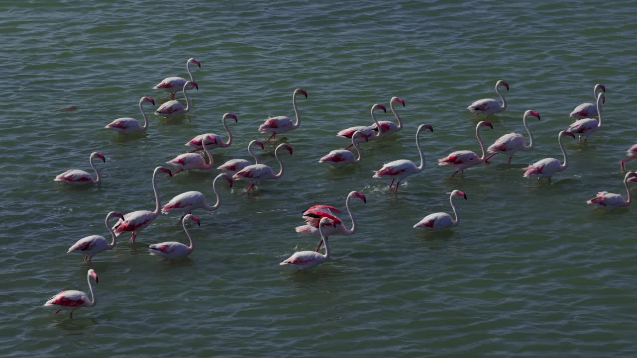 Group of pink flamingos wading in the shallow waters of the Molentargius Saline Regional Park, a wetland near Cagliari, Sardinia, Italy