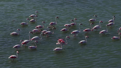 group of pink flamingos wading in the shallow waters of the molentargius saline regional park, a wetland near cagliari, sardinia, italy