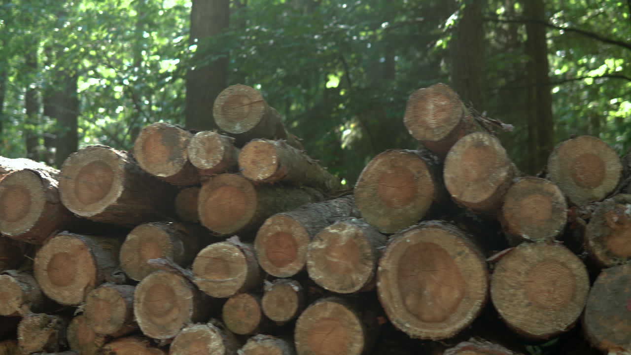 Beam Of Sunrays On Pile Of Wooden Logs Inside The Forest During Sunrise In Koleczkowo, Poland. - Panning Shot