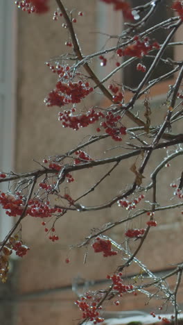 rama de árbol desnuda con bayas rojas balanceándose suavemente en el viento, iluminada por una luz suave contra un edificio residencial borroso, mostrando heladas brillantes y detalles delicados en un entorno invernal sereno