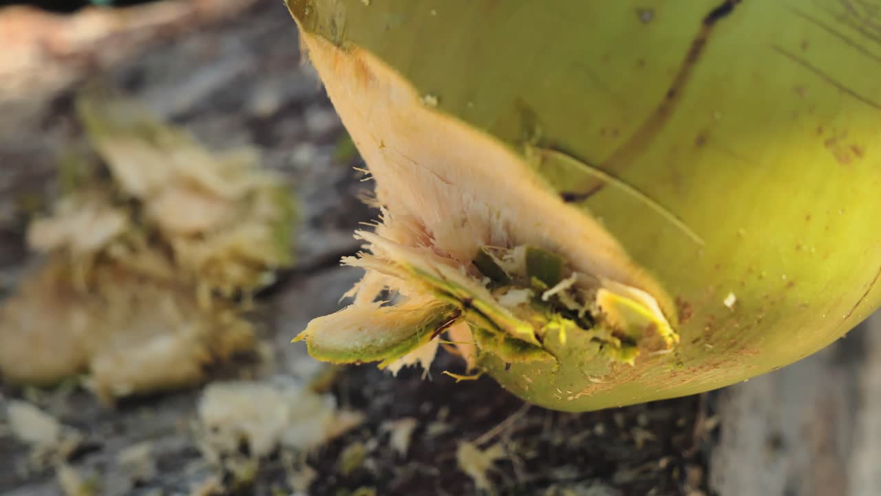 Hands prepare fresh coconut on beach showing raw texture, tropical refreshment