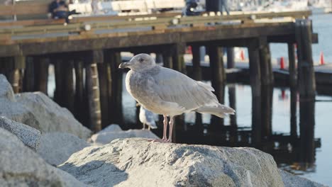 grey seagull standing on rock with a pier behind