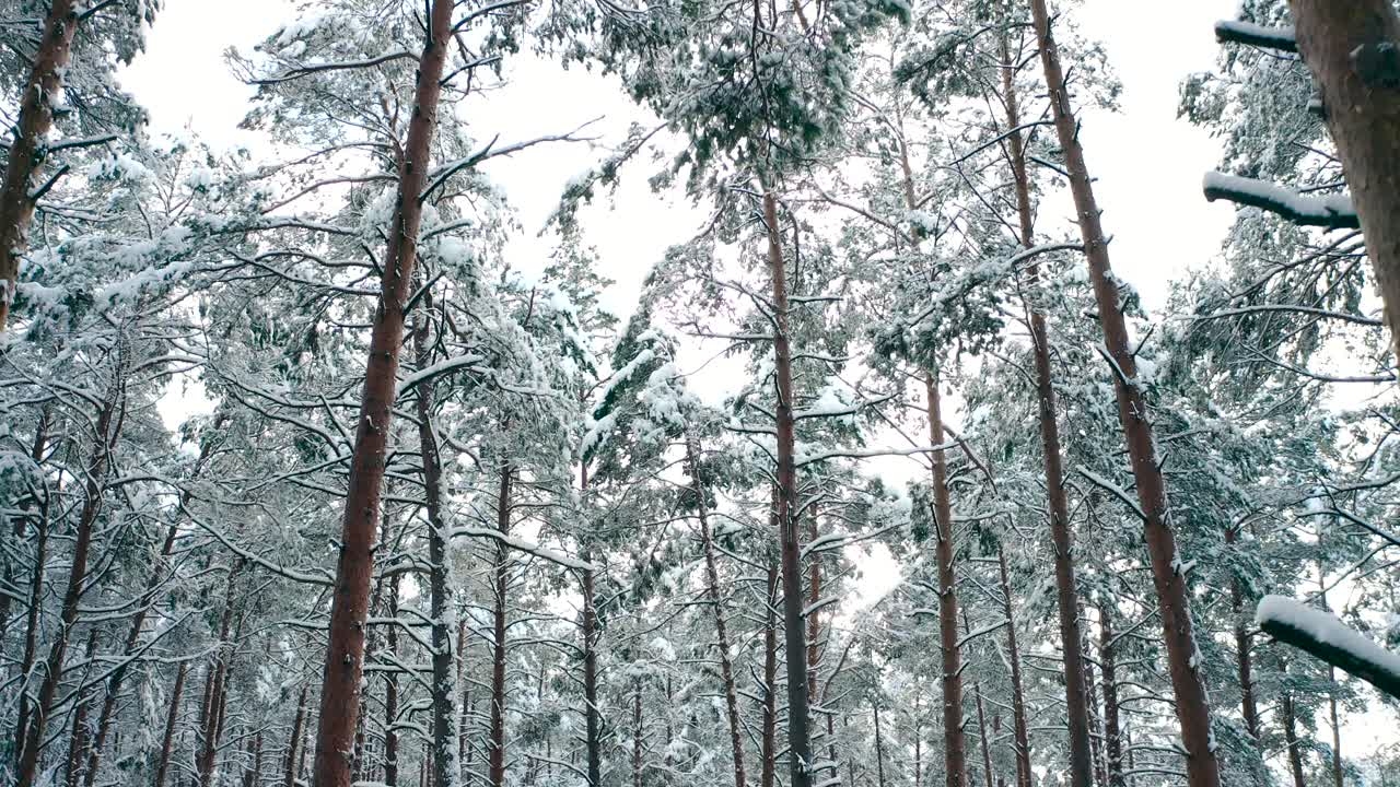 숲의 나무에 서리