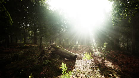 árboles del bosque naturaleza madera verde luz del sol vista