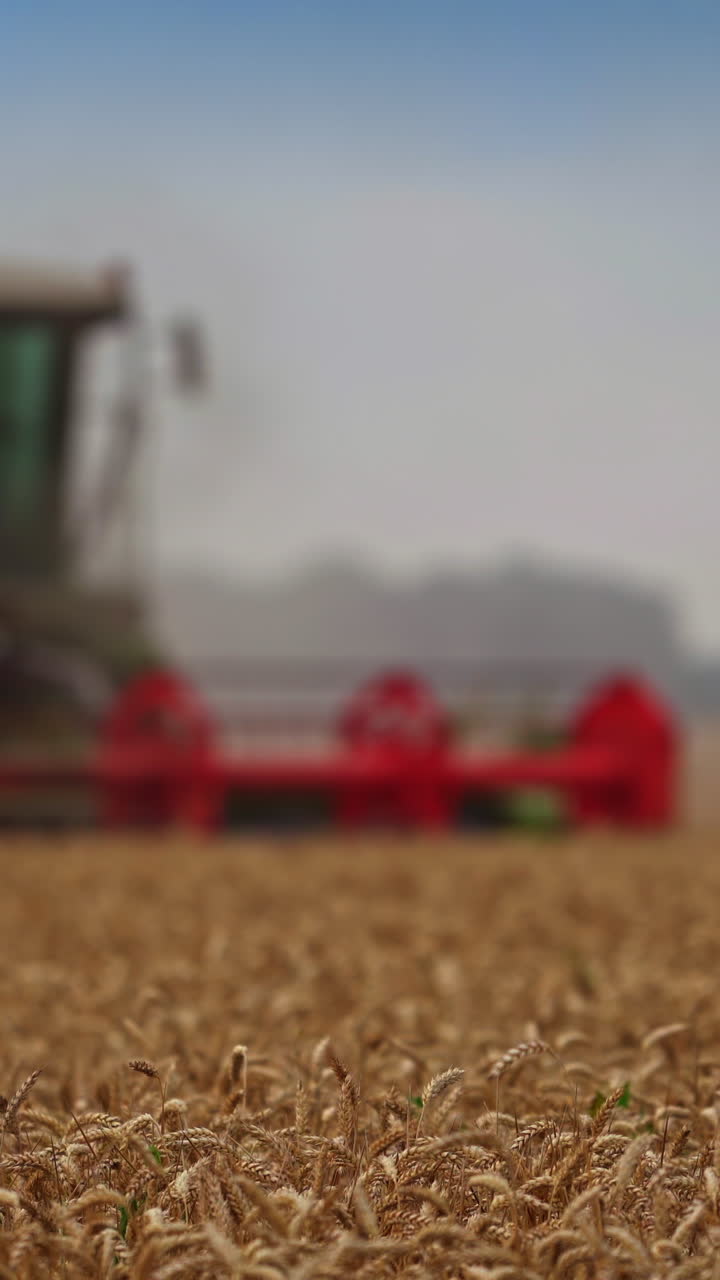Green harvester combine with red mower mechanism working in the field. Blurred image of a harvester moving along the plantation. Ripe spikelets close up. Vertical video