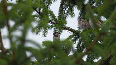 Sparrows-on-the-branches-of-a-Pine-tree-with-others-flying-in-and-out