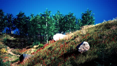 beautiful view of idyllic alpine mountain scenery with blooming meadows