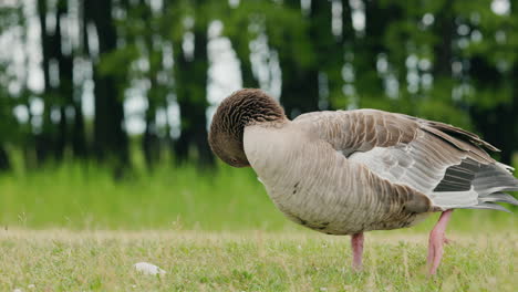 goose preening in a field