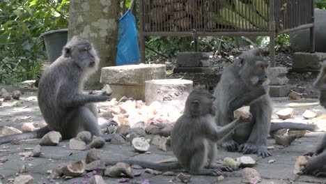 the crab-eating macaque ,macaca fascicularis, also known as the long-tailed macaque,sangeh monkey forest bali