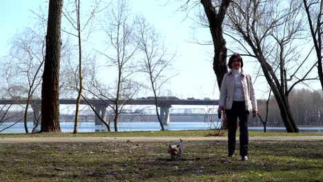 adult woman walks in spring park with yorkshire terrier