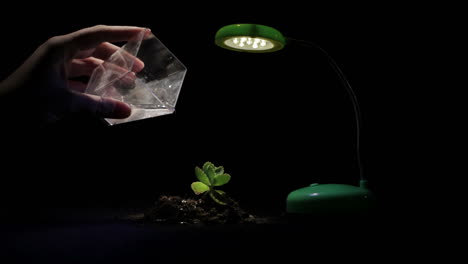 young sprout and table lamp on a black background