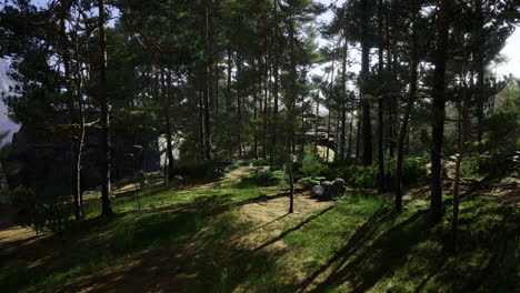 sunlight filtering through lush pine trees in a tranquil forest landscape