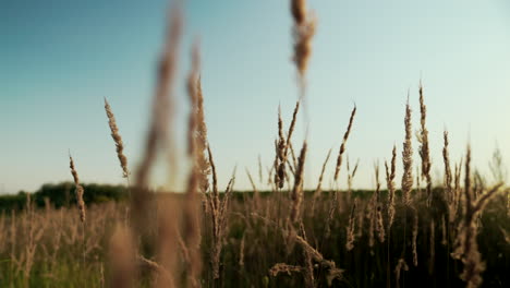 campo al atardecer