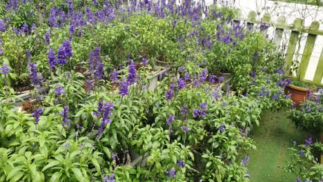 the beautiful flowers and grass beds of cameron highlands malaysia