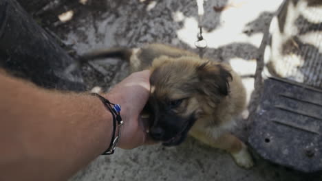 pov close up of excited stray puppy being pet and given affection, slow motion