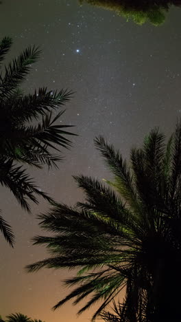 Estrellas-A-Través-De-Palmeras-En-El-Desierto-Del-Sahara-En-Vertical.