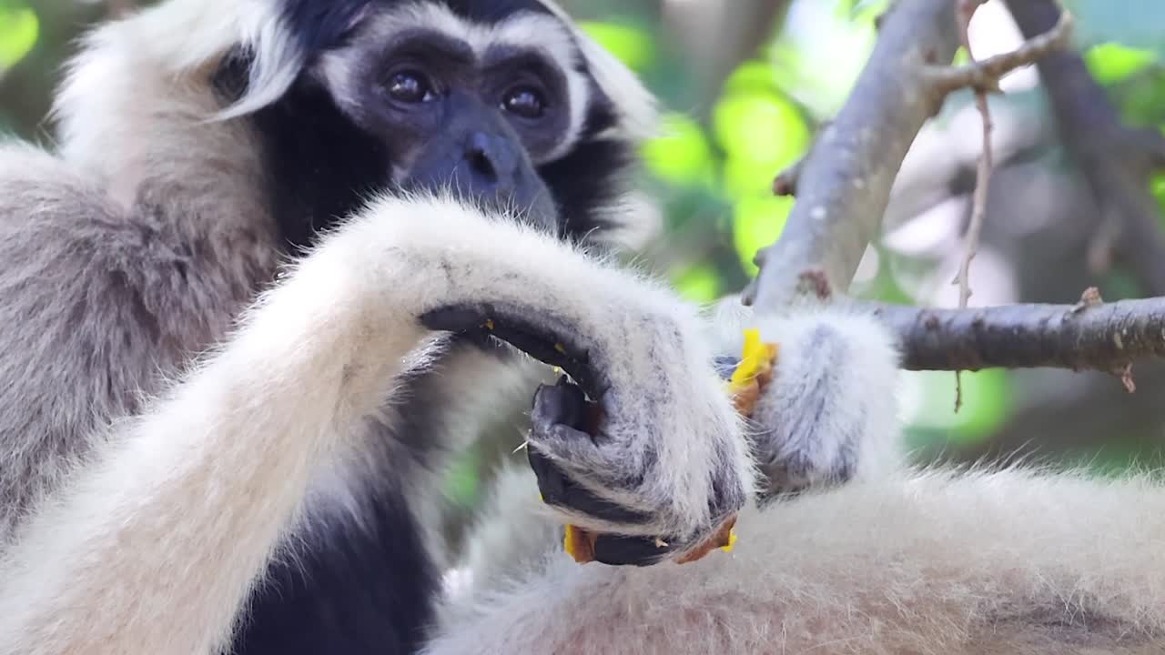 A gibbon closely examines its surroundings while perched on tree branches.