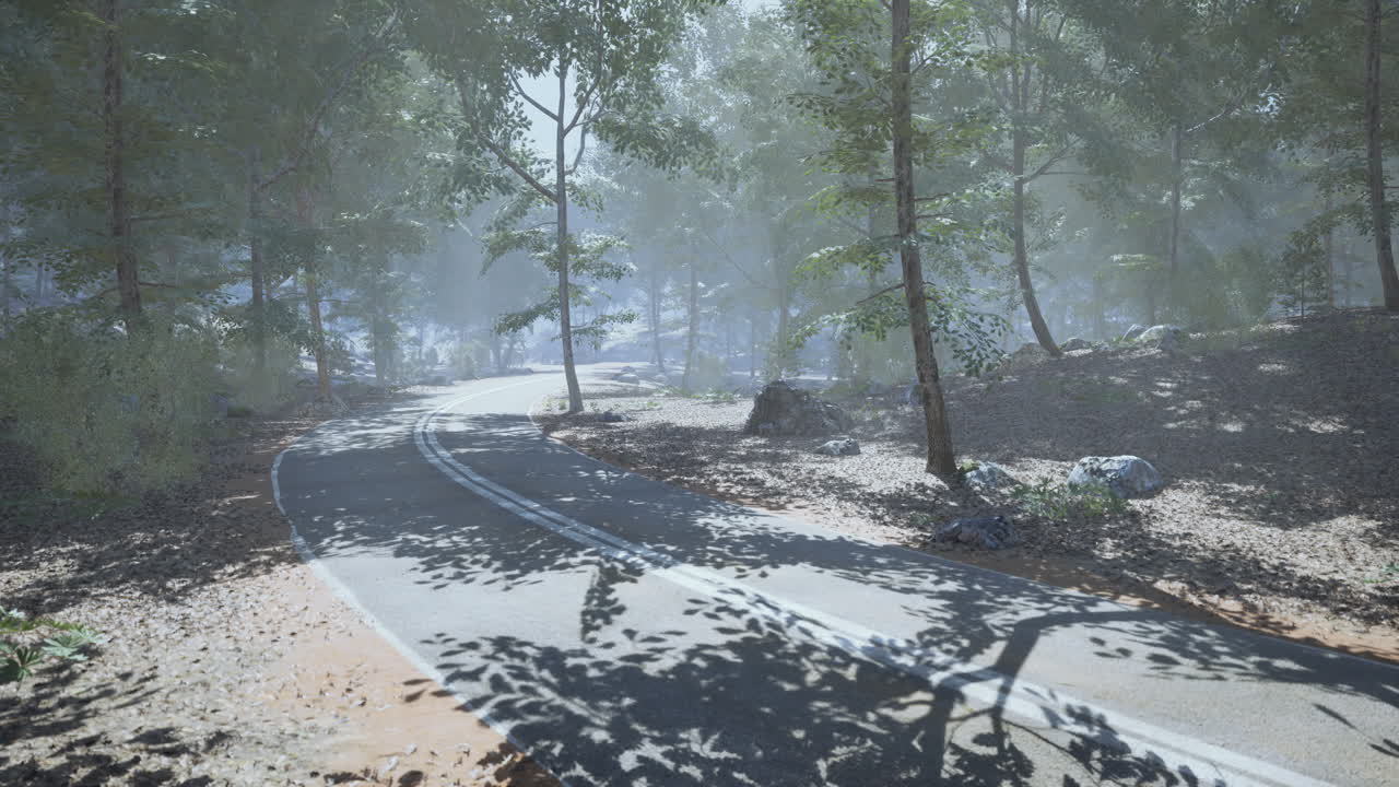 안개 숲 을 가로지르는 조용 한 휘어지는 길