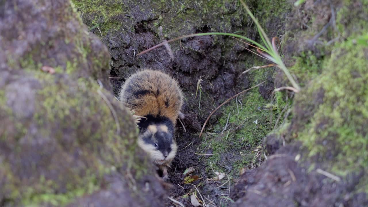 Closeup of a frightened lemming backing fully against a natural wall, body nearly upright in fear