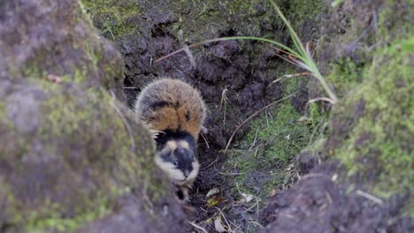 closeup of a frightened lemming backing fully against a natural wall, body nearly upright in fear