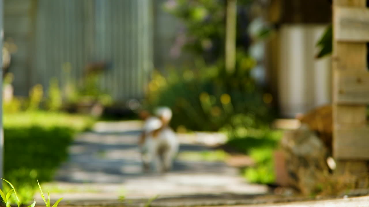 Cute and lean Jack Russell responds to a foreign sound, runs off to investigate