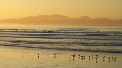personas surfeando durante el amanecer de la playa dorada, gaviotas en primer plano