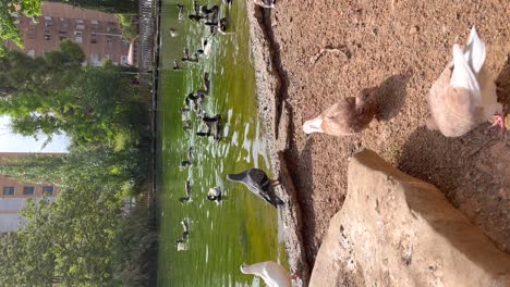 Lake-surface-with-ducks-and-pigeons-in-vertical